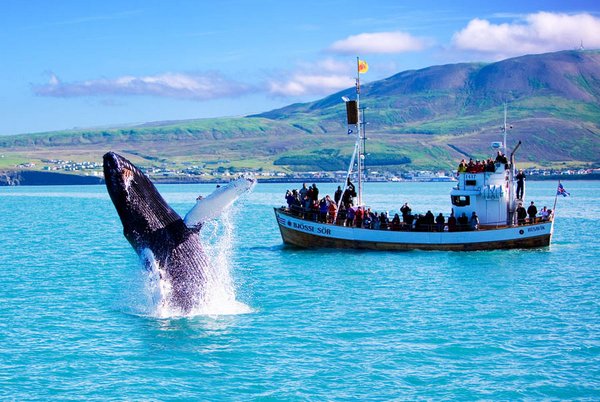 whale watching iceland. Iceland 12 Iceland – the land