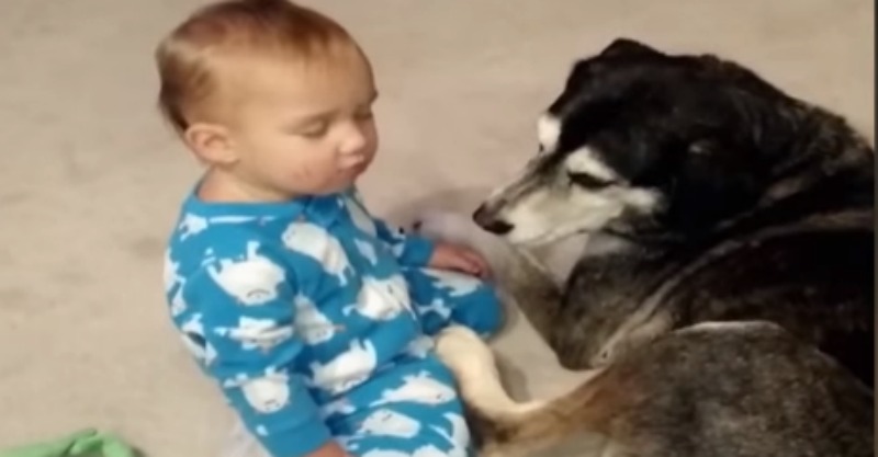Watch this pawsitively adorable moment between a dog-tired boy and his pup
